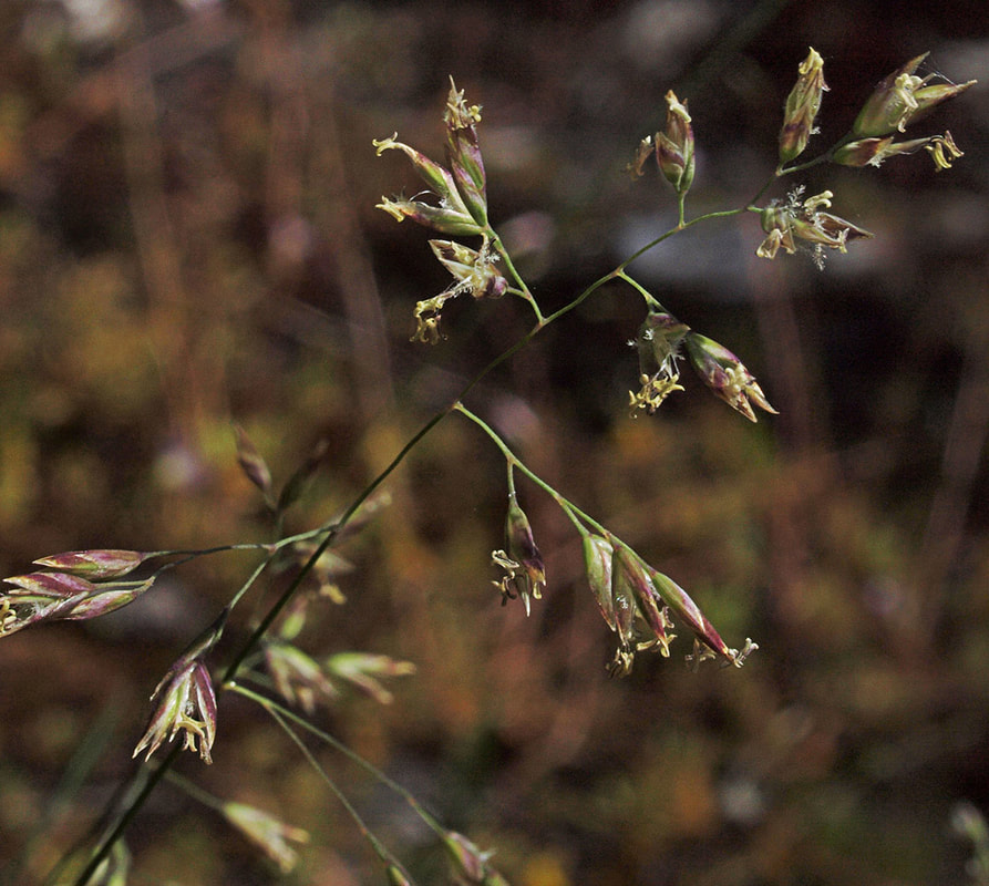 Poa leptocoma