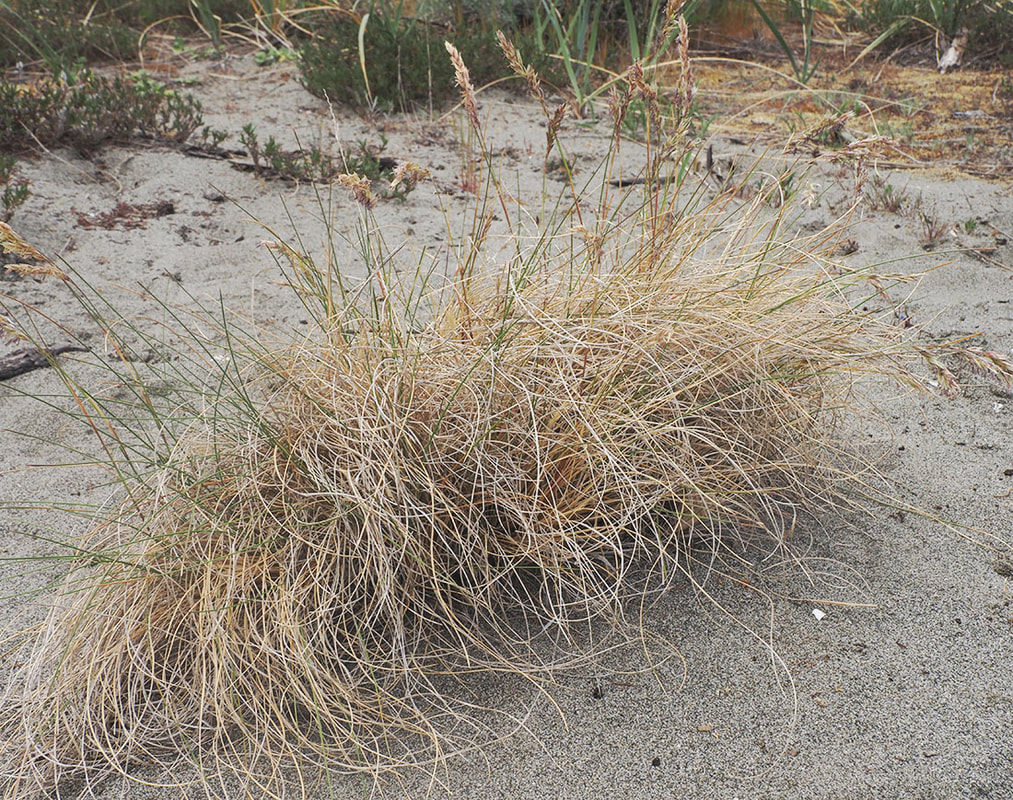 Poa macrantha