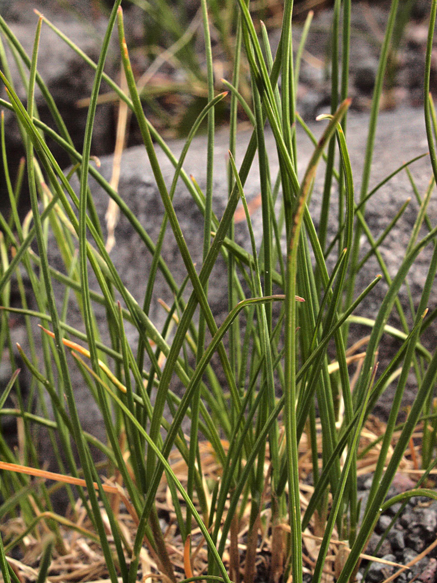 Poa paucispicula