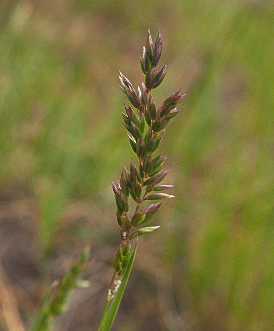 Poa secunda ssp. juncifolia