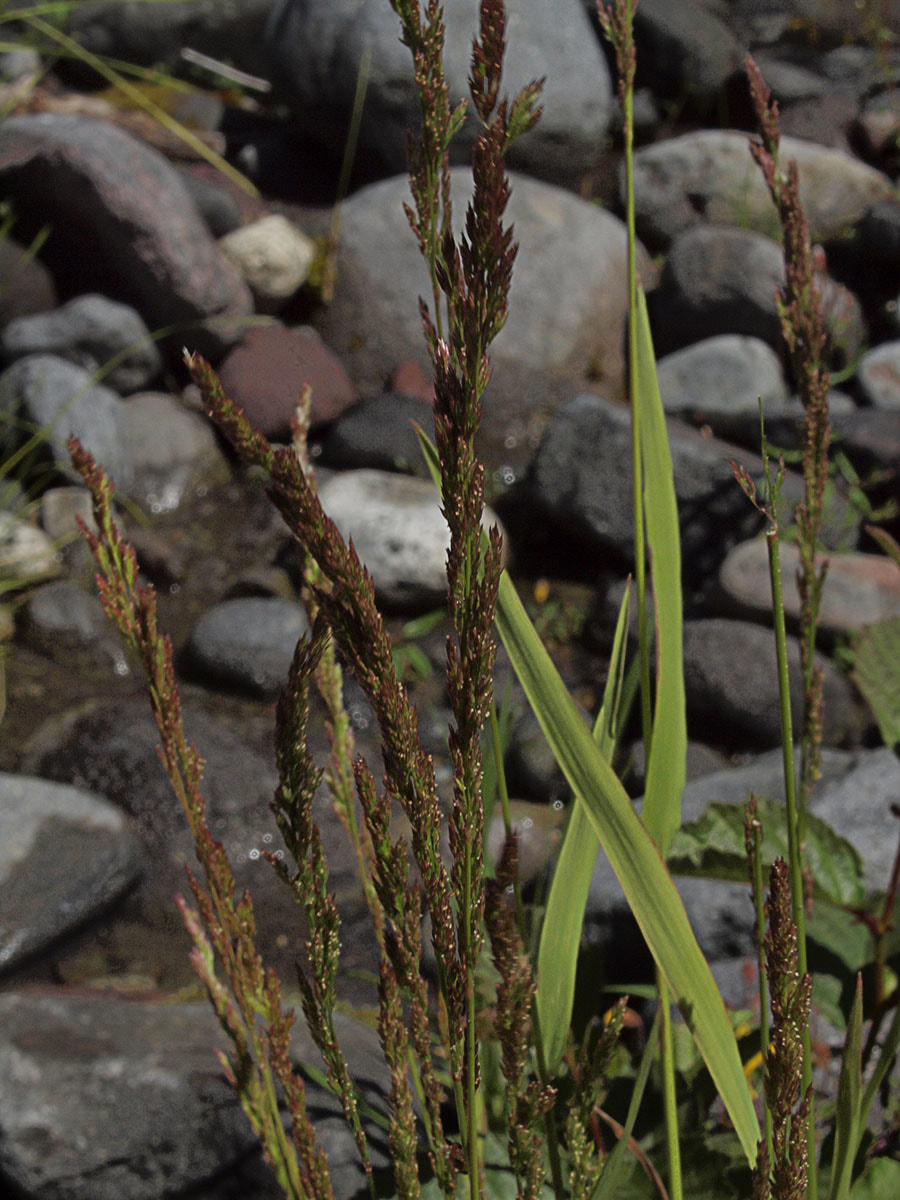 Poa secunda ssp. secunda