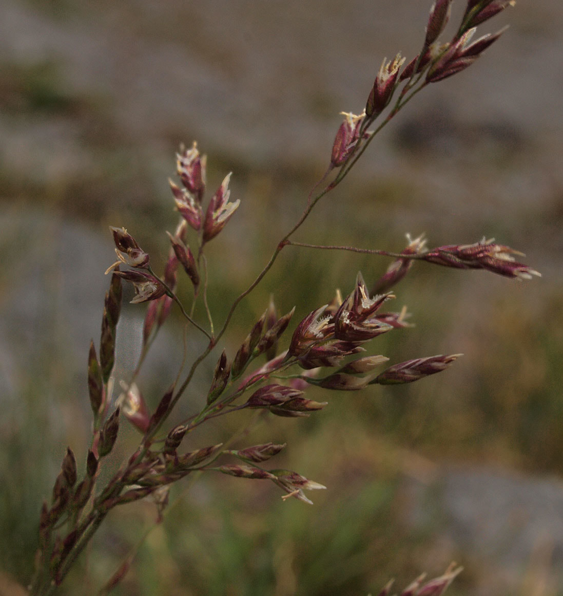 Poa stenantha var. stenantha