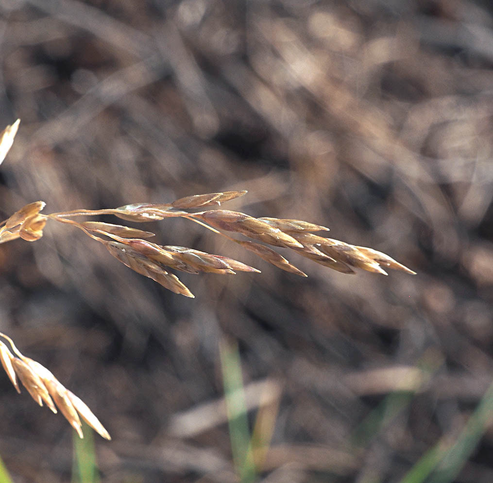 Poa wheeleri