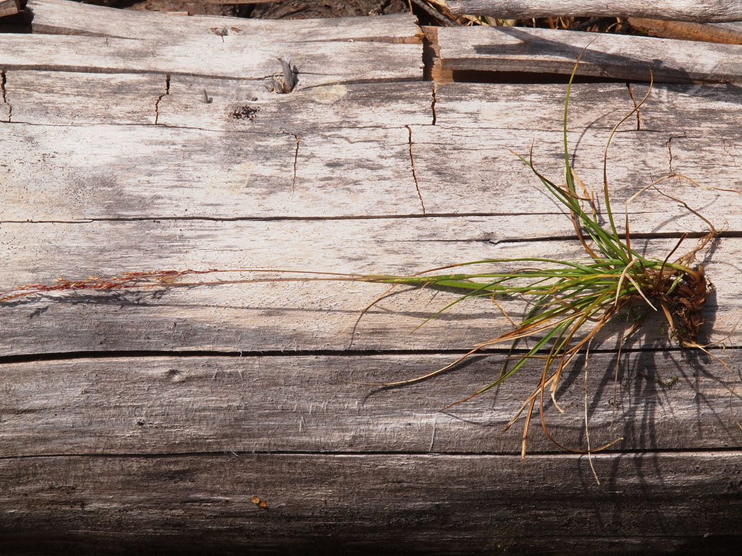 Podagrostis aequivalvis