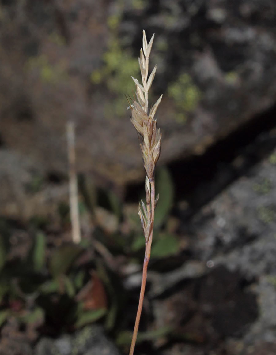 Podagrostis humilis