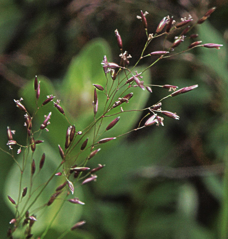 Podagrostis thurberiana