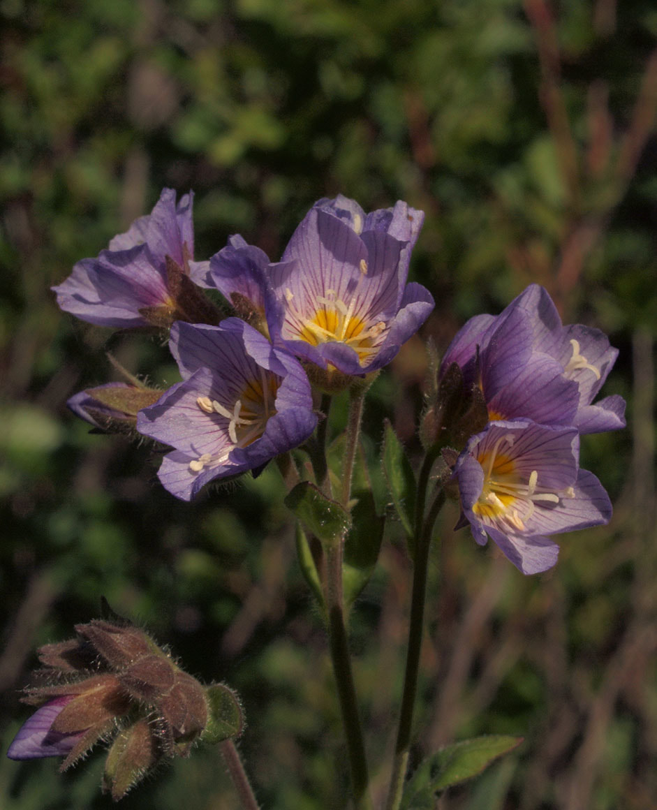 Polemonium californicum