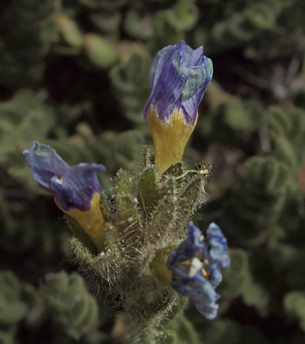 Polemonium elegans