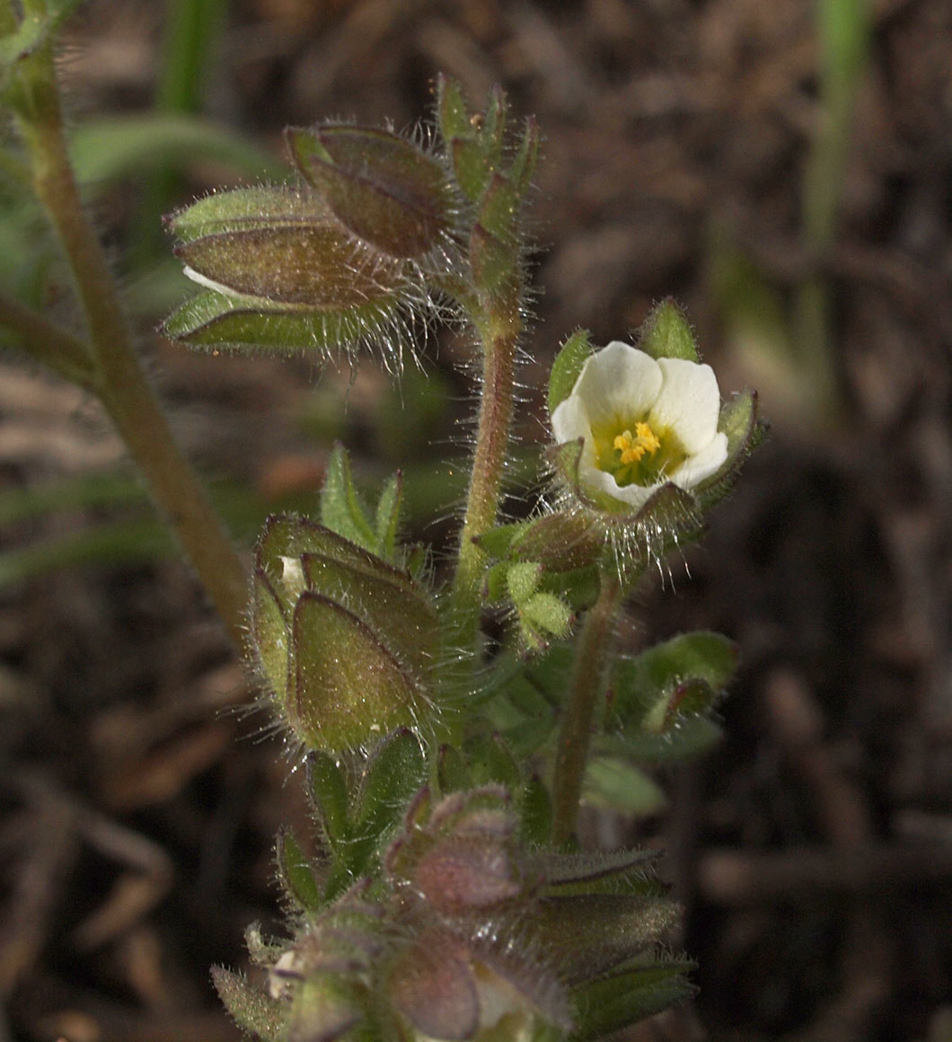 Polemonium micranthum