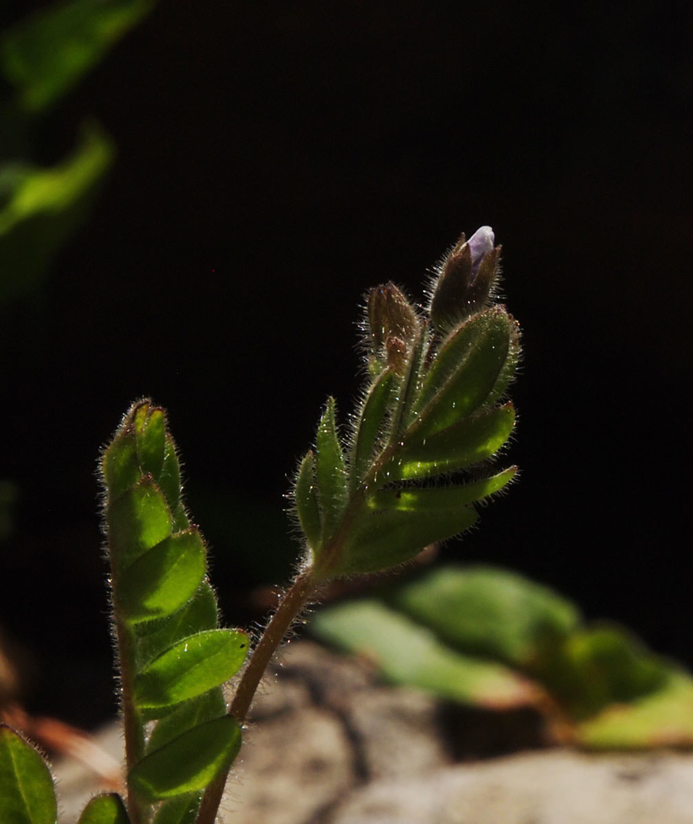 Polemonium pulcherrimum var. pulcherrimum