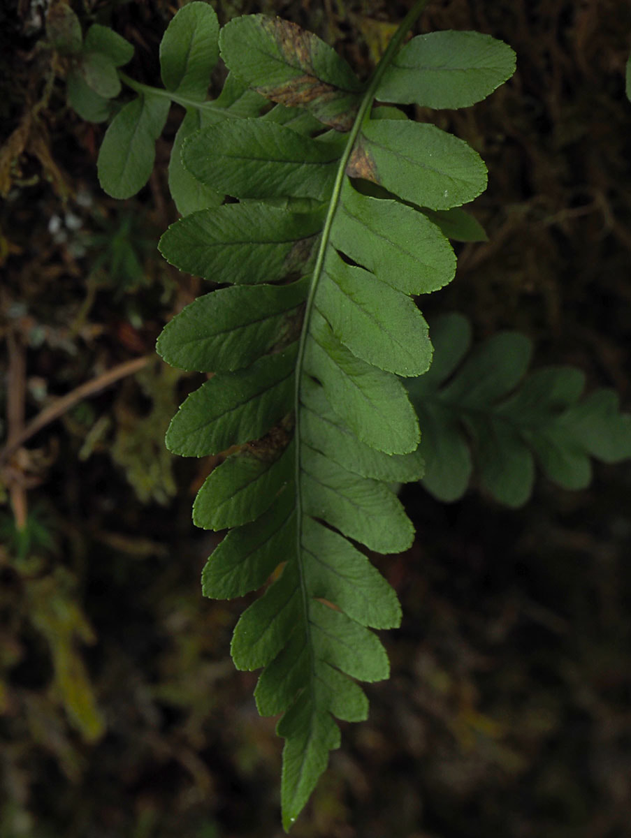 Polypodium amorphum