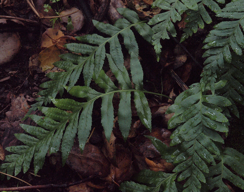Polypodium calirhiza