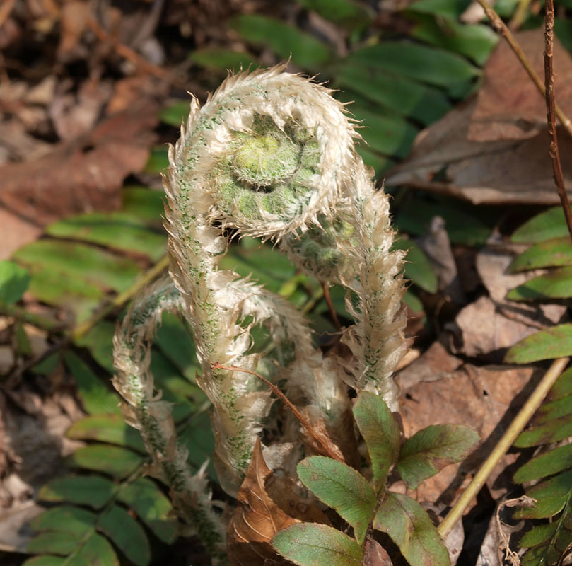 Polystichum acrostichoides var. acrostichoides