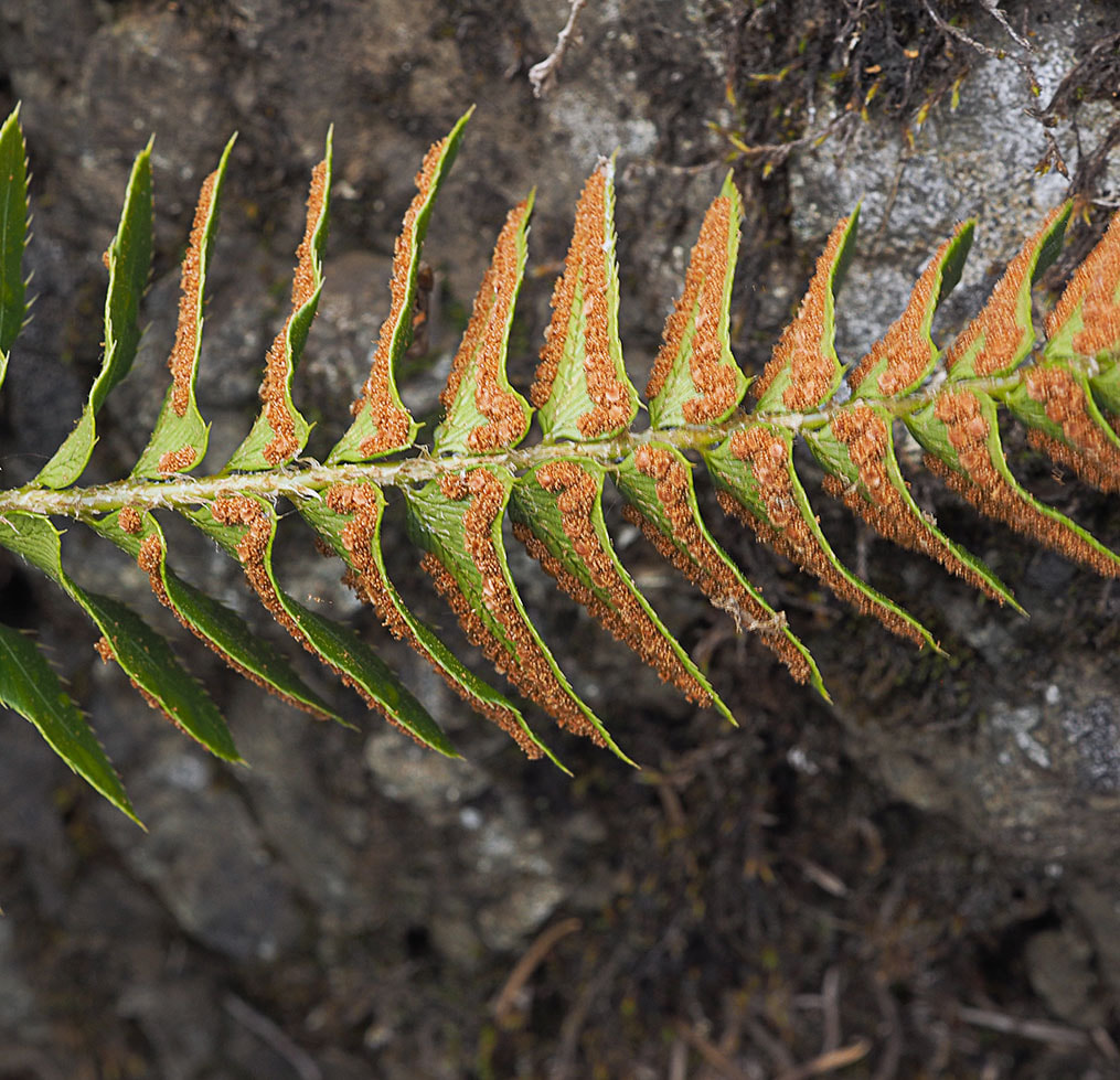 Polystichum imbricans (Imbricate sword-fern)