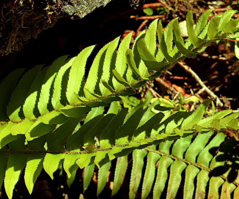 Polystichum imbricans ssp. imbricans