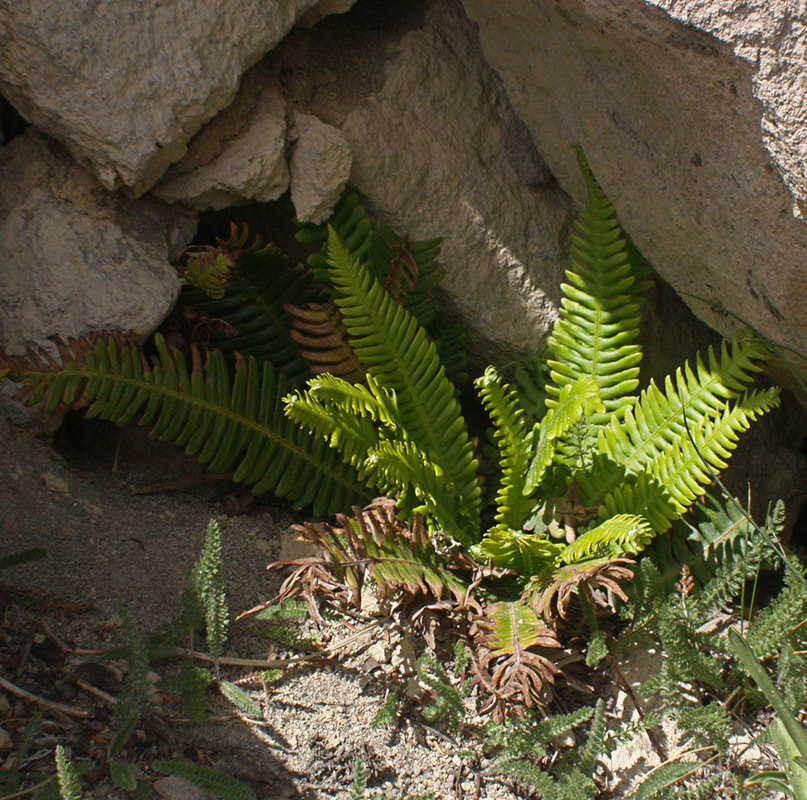 Polystichum kruckebergii