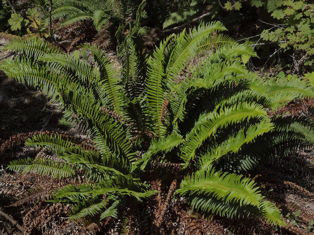 Polystichum munitum