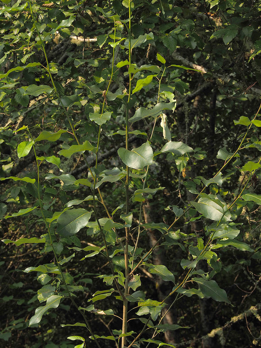 Populus trichocarpa (Black cottonwood)