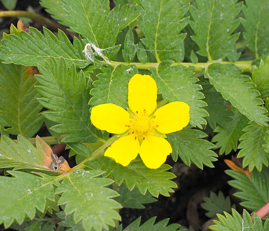 Potentilla anserina ssp. pacifica