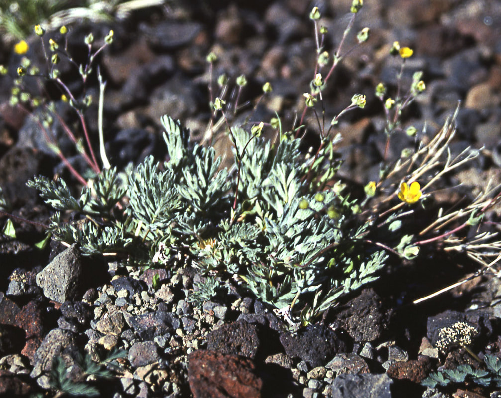 Potentilla brewerii