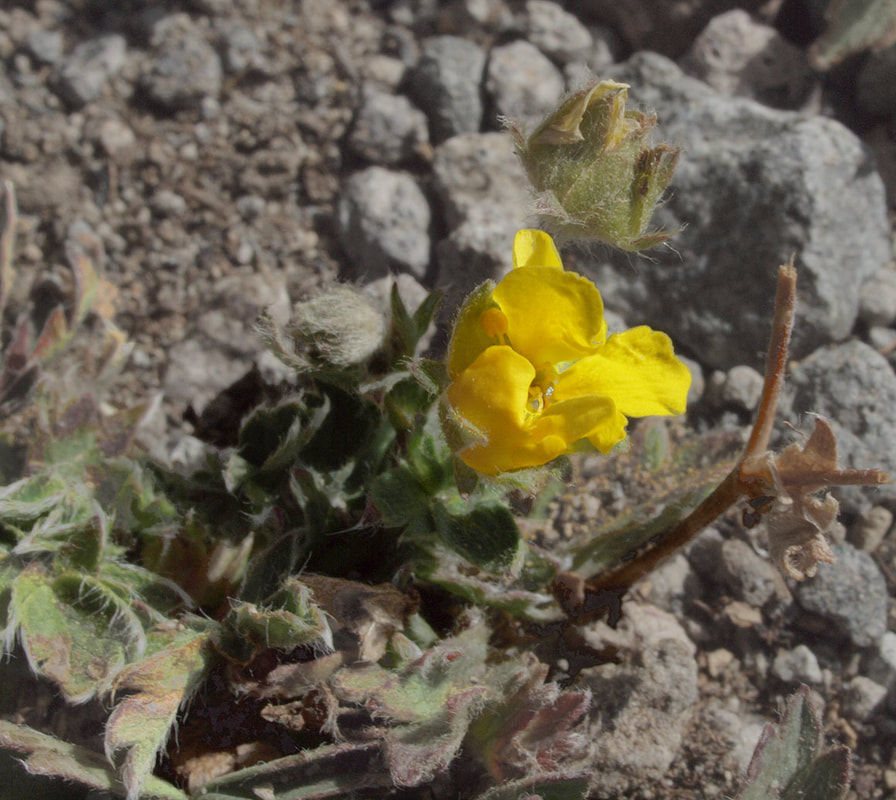 Potentilla glaucophylla var. glaucophylla