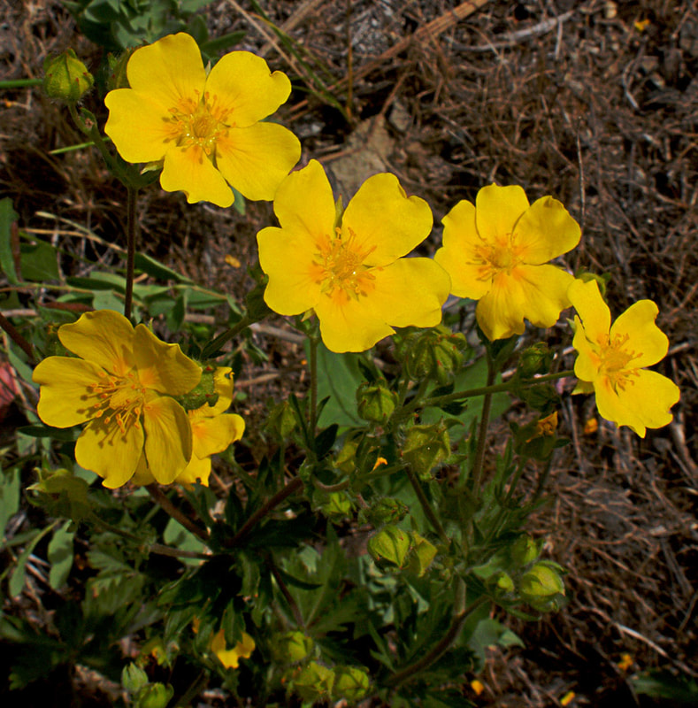 Potentilla gracilis var. fastigiata