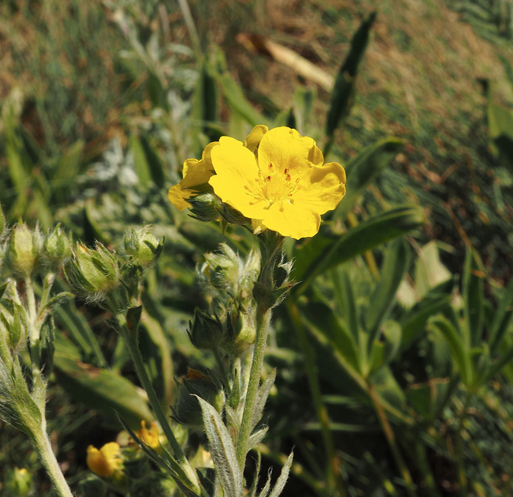 Agoseris glauca var. laciniata