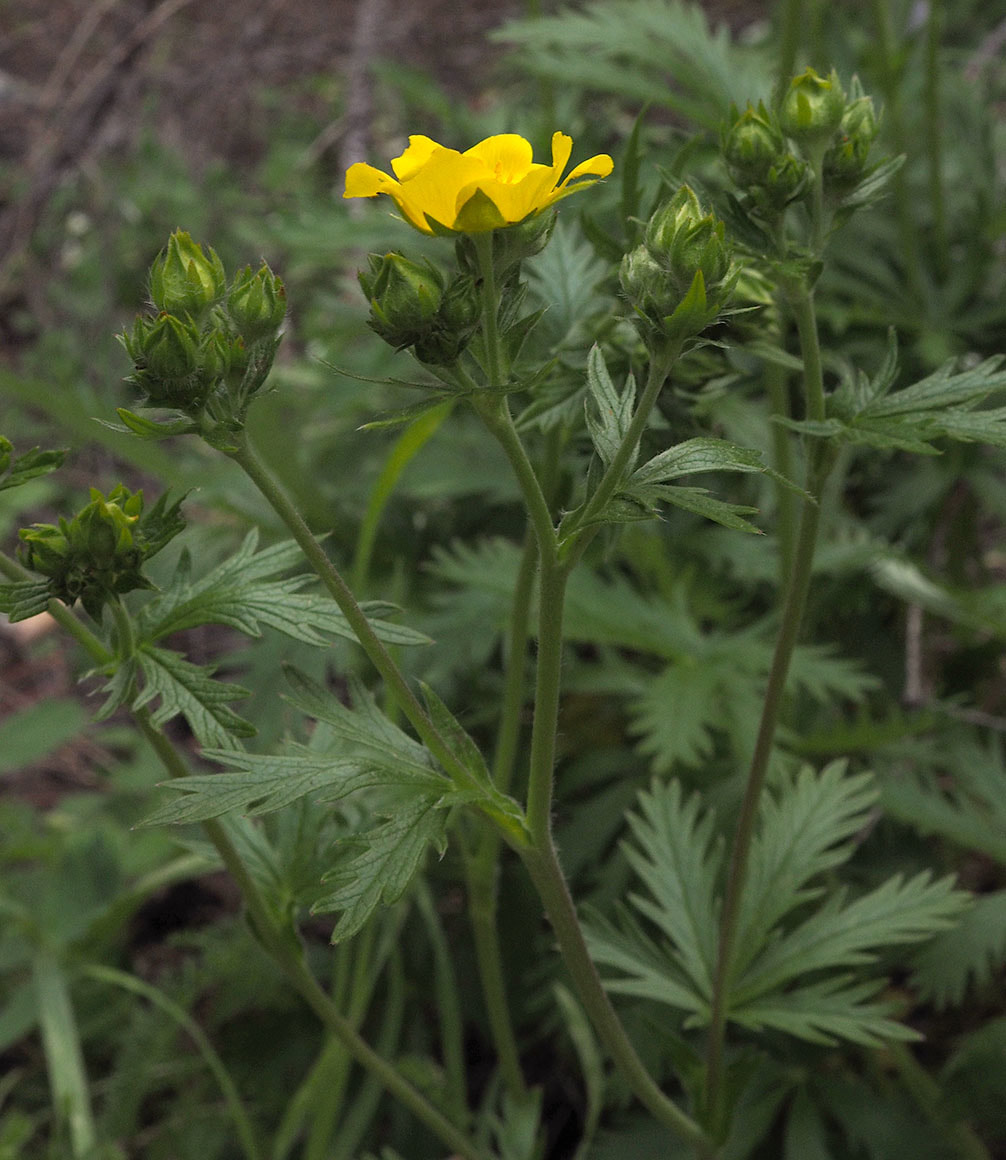 Potentilla gracilis var. gracilis