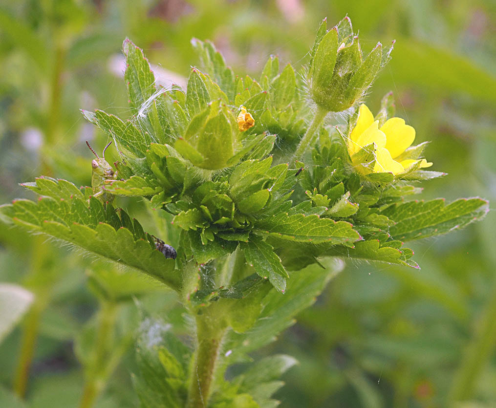 Potentilla rivalis