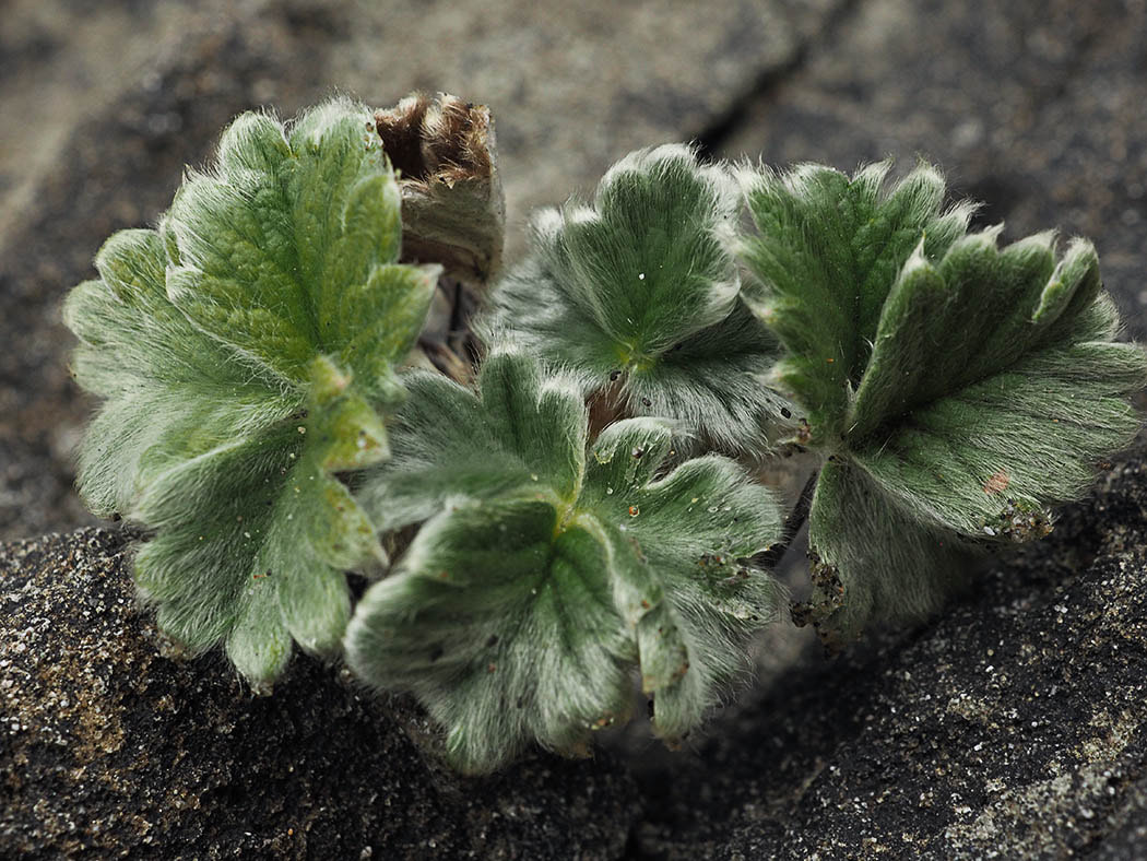 Potentilla villosa