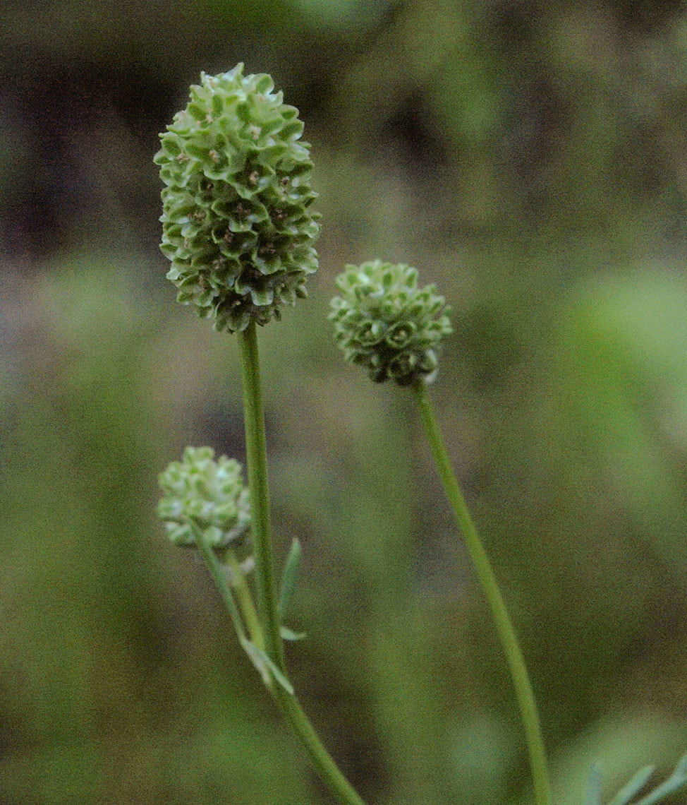 Poteridium occidentale