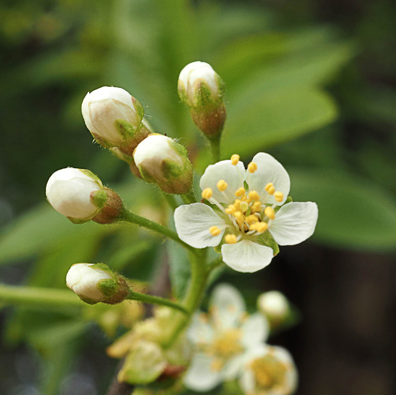 Prunus x pugetensis (Puget Sound cherry)