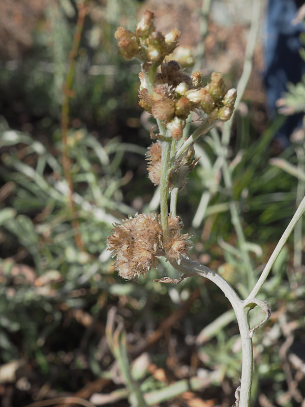Pseudognaphalium beneolens