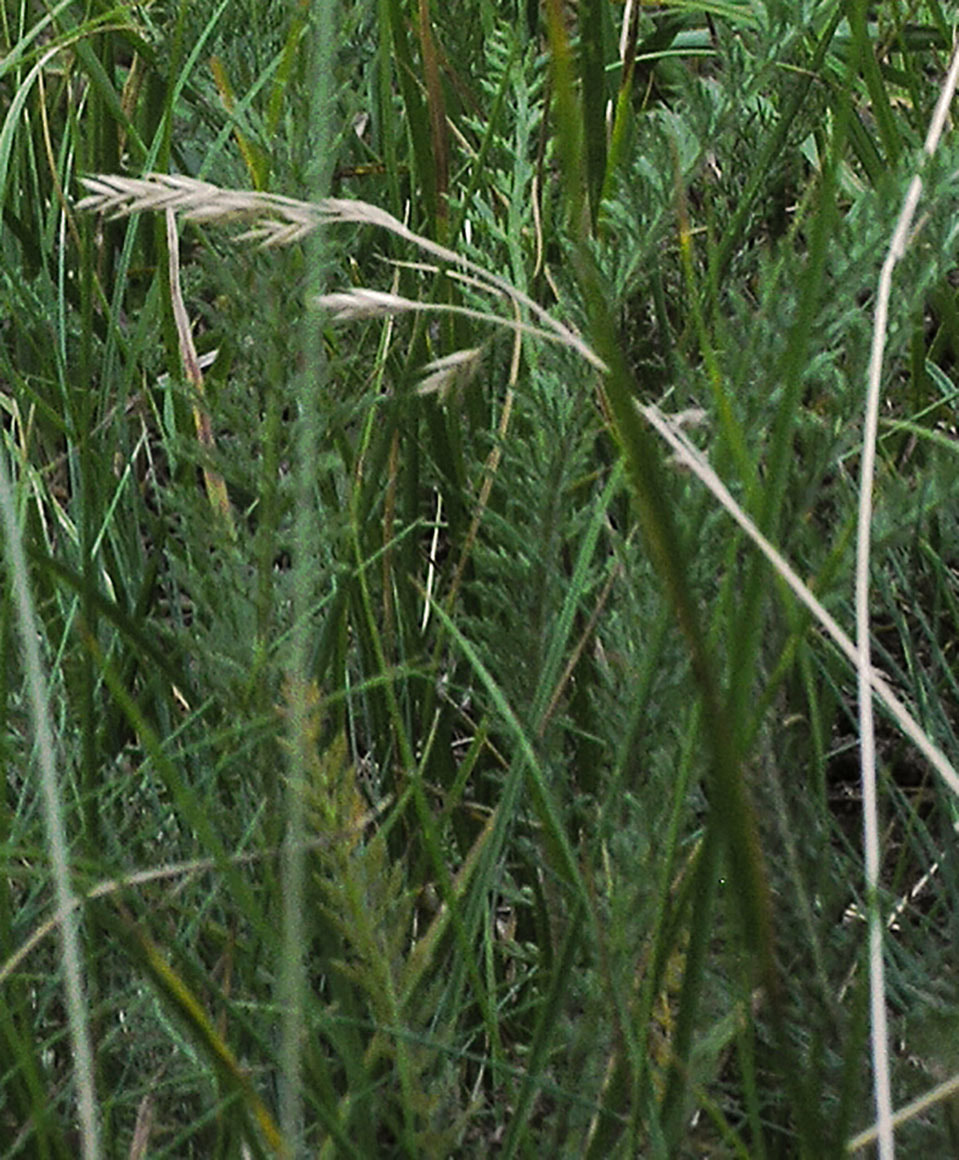 Pseudoroegneria spicata forma inermis