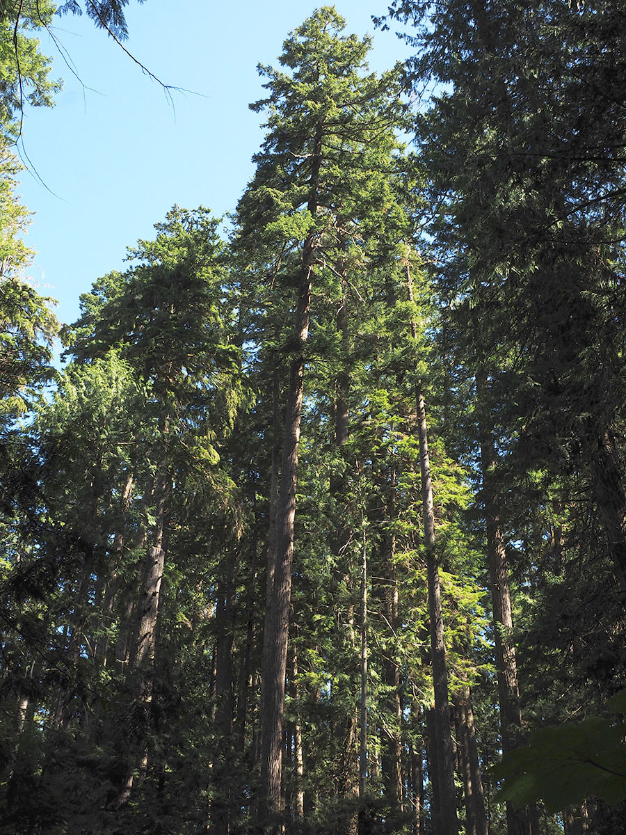 Pseudotsuga menziesii var. menziesii 