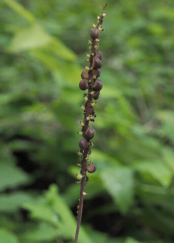 Achlys californica (Deer's foot) 