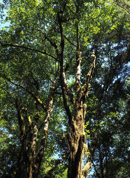Alnus rubra