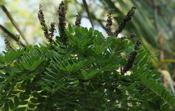 Amorpha fruticosa