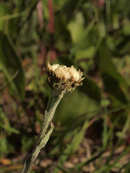 Antennaria media