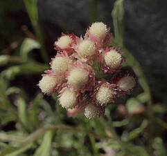 Antennaria rosea