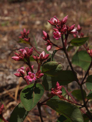 Apocynum androsaemifolium