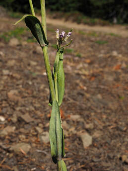 Arabis eschscholtzii