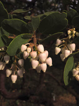 Arctostaphylos montereyensis
