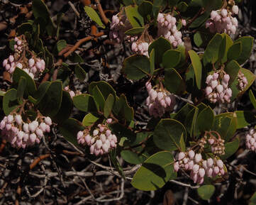 Arctostaphylos patula
