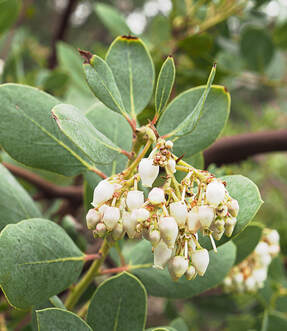 Arctostaphylos peninsularis