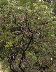Arctostaphylos stanfordiana ssp. raichei