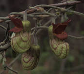 Aristolochia californica
