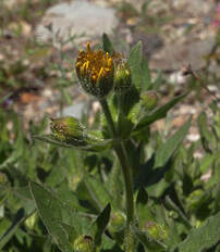 Arnica lanceolata ssp. prima