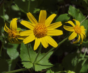 Arnica latifolia