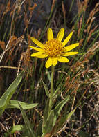 Arnica longiflora